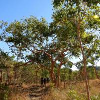 Remote trekking along the Jatbula Trail | Holly Van De Beek