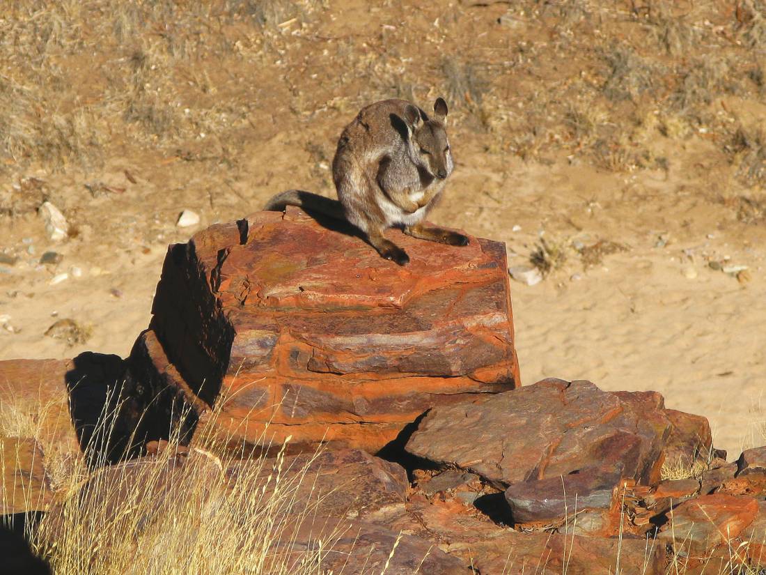 native fauna on the Larapinta Trail |  <i>Peter Walton</i>