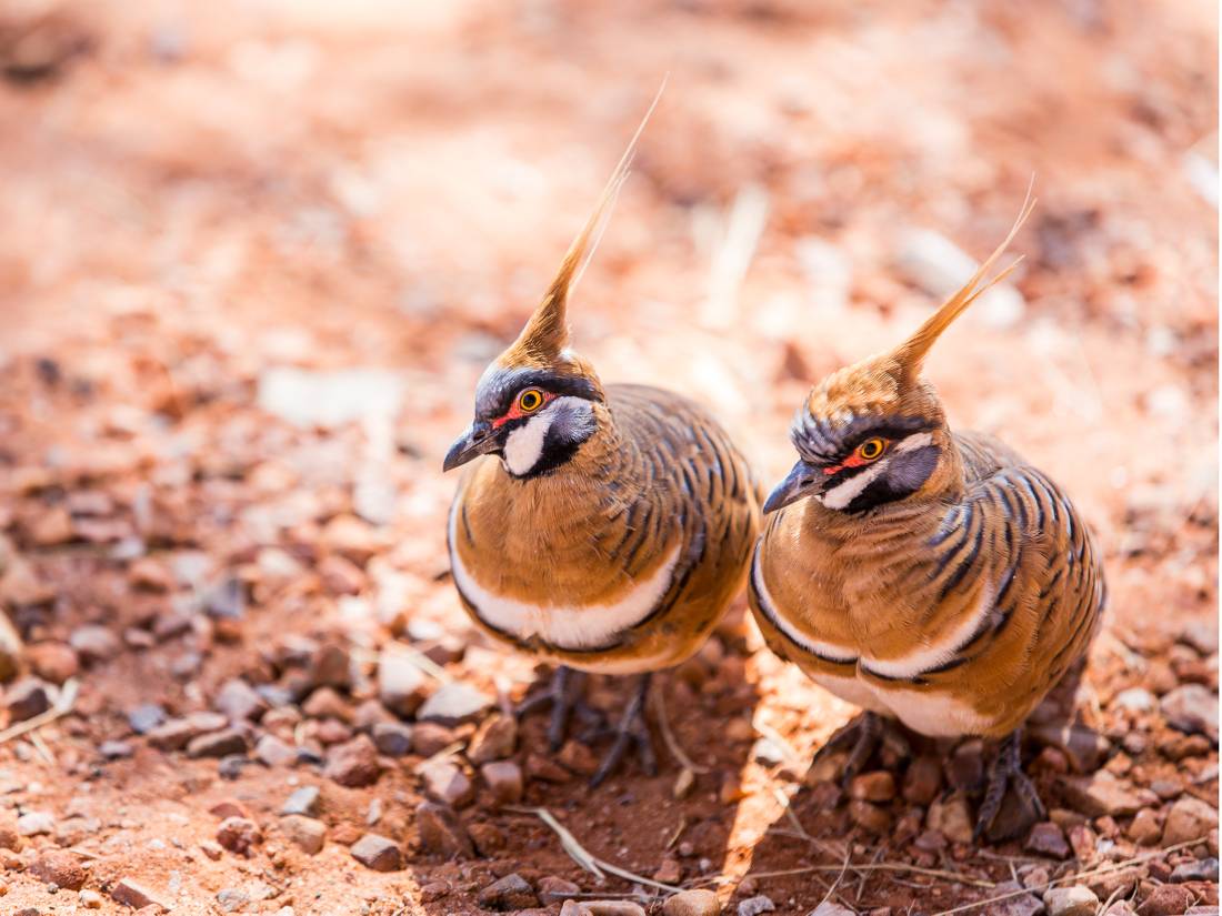 The Larapinta is home to many fascinating species of insects and animals |  <i>Gavin Yeates</i>