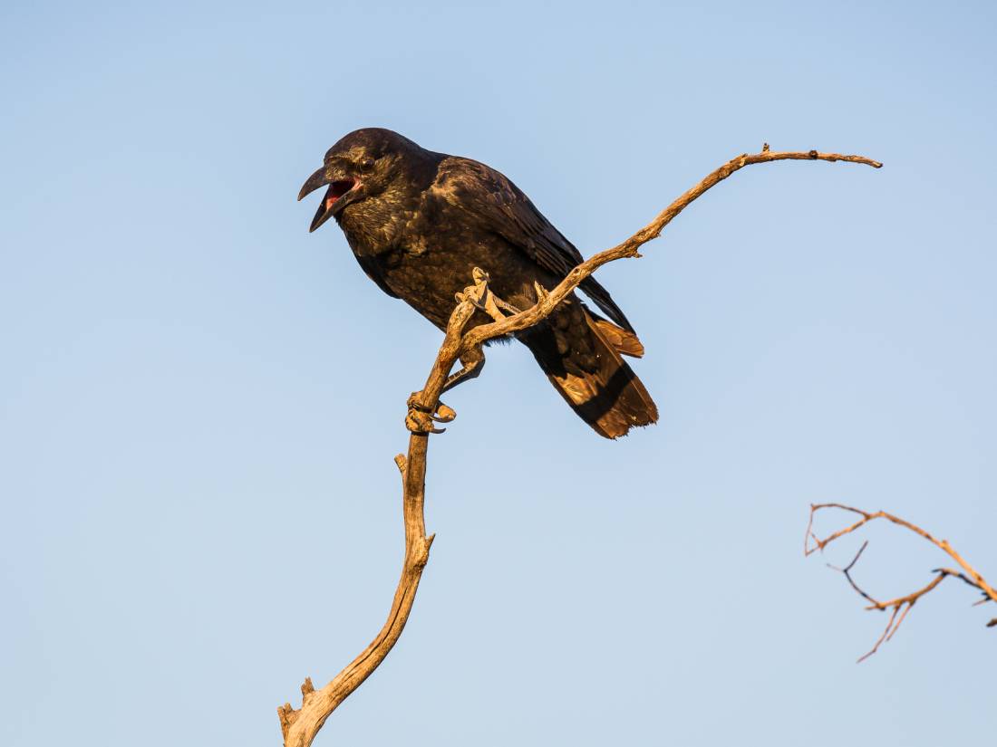 The Larapinta is home to many fascinating species |  <i>Gavin Yeates</i>