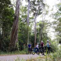 Experience the best of Australia's rainforest by bike
