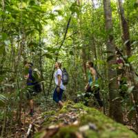 Become immersed in the Australian rainforest