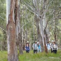 Walking through Eucalyptus forest