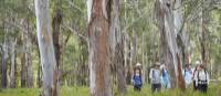 Walking through Eucalyptus forest