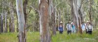 Walking through Eucalyptus forest