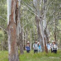 Walking through Eucalyptus forest