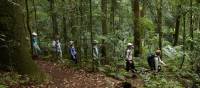 Scenic Rim rainforest walk