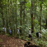 Scenic Rim rainforest walk