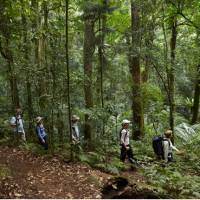 Scenic Rim rainforest walk