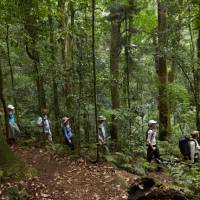 Scenic Rim rainforest walk