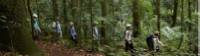 Scenic Rim rainforest walk