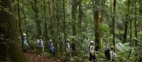 Scenic Rim rainforest walk