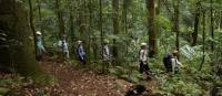 Rainforest walk on the Scenic Rim Trail