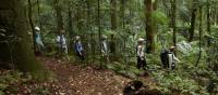 Scenic Rim rainforest walk