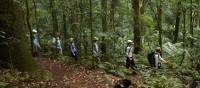 Scenic Rim rainforest walk