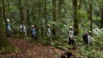 Scenic Rim rainforest walk