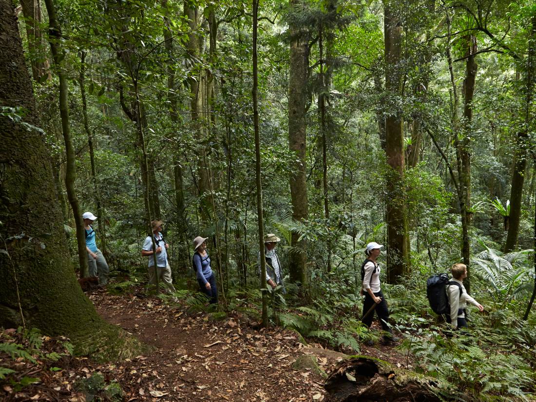 Rainforest walk