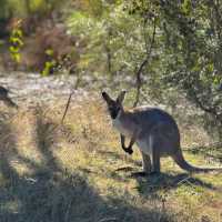 Spot wildlife from the campsite