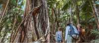 Walkers in the Border Ranges National Park | K. Holmes