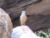 Sandstone Shrikethrush, Kakadu National Park