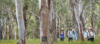 Walking through Eucalyptus forest