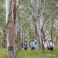 Walking through Eucalyptus forest