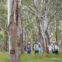 Walking through Eucalyptus forest