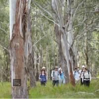 Walking through Eucalyptus forest