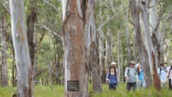 Scenic Rim Trail GWOA logo,Spicers Lodge Walking through Eucalyptus forest