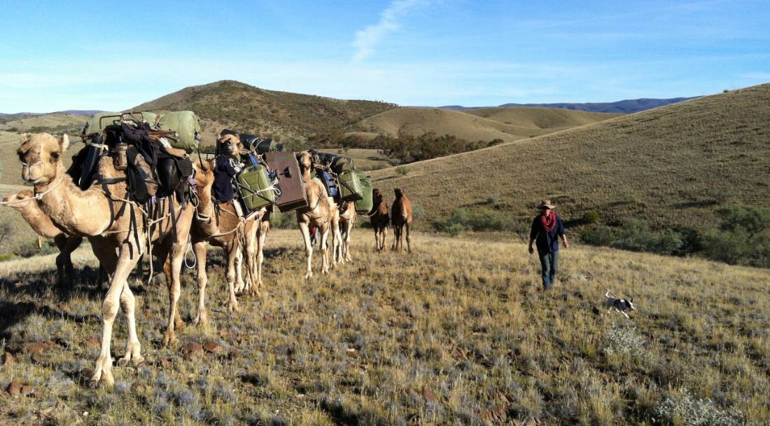 Camel train in the Flinders