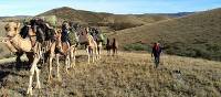 Camel train in the Flinders