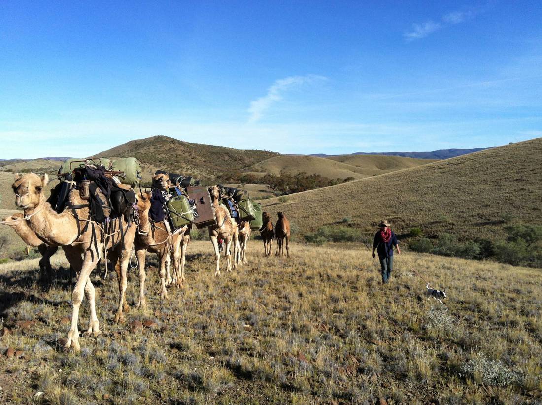 Camel train in the Flinders