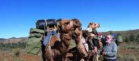 Camels allow walkers to travel even further