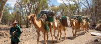 Camel trekking in the Flinders Ranges | Ben Woods