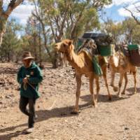 Camel trekking in the Flinders Ranges | Ben Woods