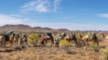 Camel trekking in the Flinders Ranges