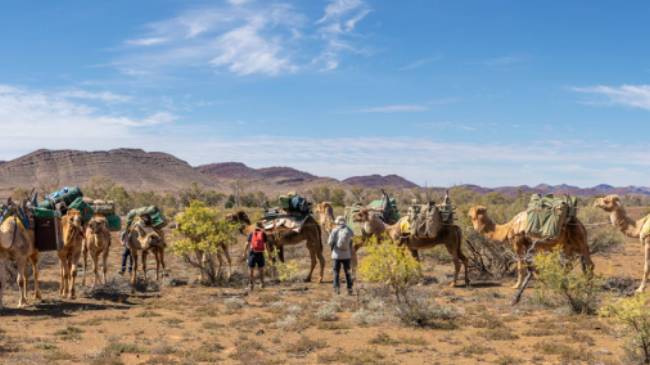 Camel trekking in the Flinders Ranges | Ben Woods