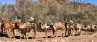 Camel train in the Flinders Ranges | Ben Woods