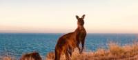 Kangaroo | Di Westaway