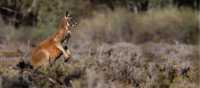 Wildlife spotting along the Murray River