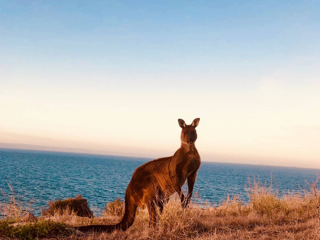 Kangaroo |  <i>Di Westaway</i>