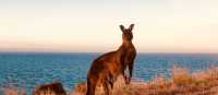 Kangaroo | Di Westaway