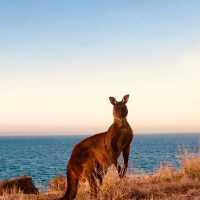 Kangaroo | Di Westaway