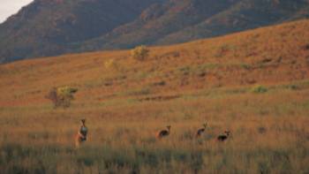 Kangaroos feeding on the grasses surrounding Wilpena Pound | Adam Bruzzone