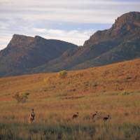 Kangaroos feeding on the grasses surrounding Wilpena Pound | Adam Bruzzone