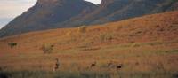 Kangaroos feeding on the grasses surrounding Wilpena Pound | Adam Bruzzone