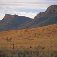 Kangaroos feeding on the grasses surrounding Wilpena Pound | Adam Bruzzone