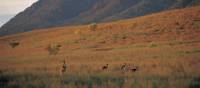 Kangaroos feeding on the grasses surrounding Wilpena Pound | Adam Bruzzone