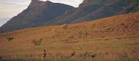 Kangaroos feeding on the grasses surrounding Wilpena Pound | Adam Bruzzone