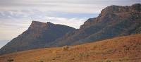 Kangaroos feeding on the grasses surrounding Wilpena Pound | Adam Bruzzone